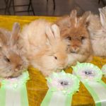 Немецкие ангорские крольчата на выставке "Зоошоу"