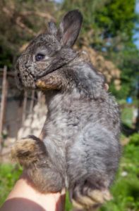 необычный окрас крольчонка породы "немецкая ангора"
