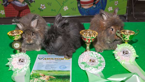 крольчата немецкой ангоры на выставке