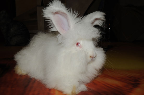 белый крольчонок