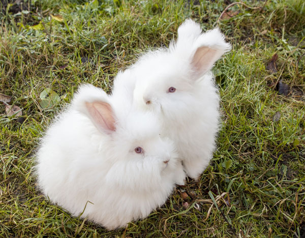 белые крольчата