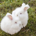 белые крольчата