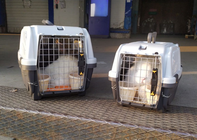 Кролики в аэропорту